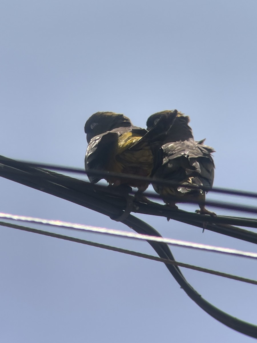 Burrowing Parakeet - ML631543678