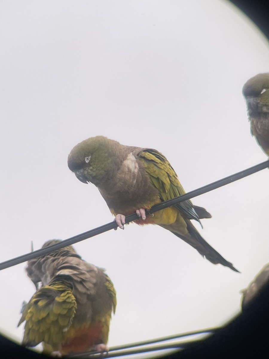 Burrowing Parakeet - ML631543681