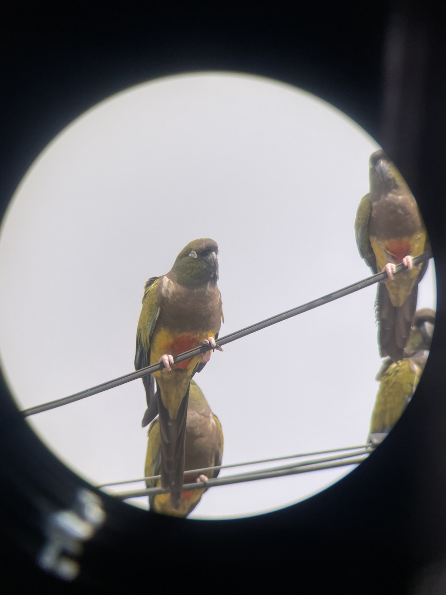 Burrowing Parakeet - ML631543682