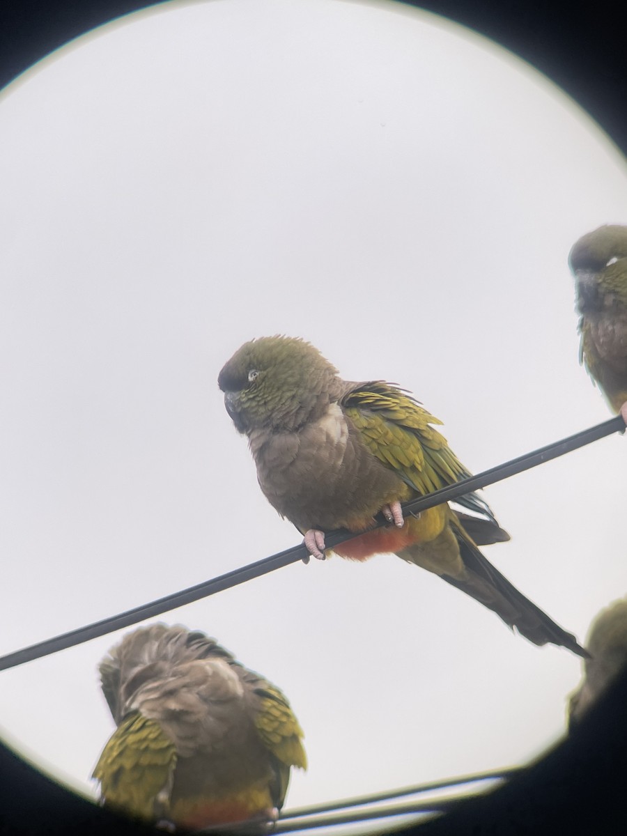 Burrowing Parakeet - ML631543684