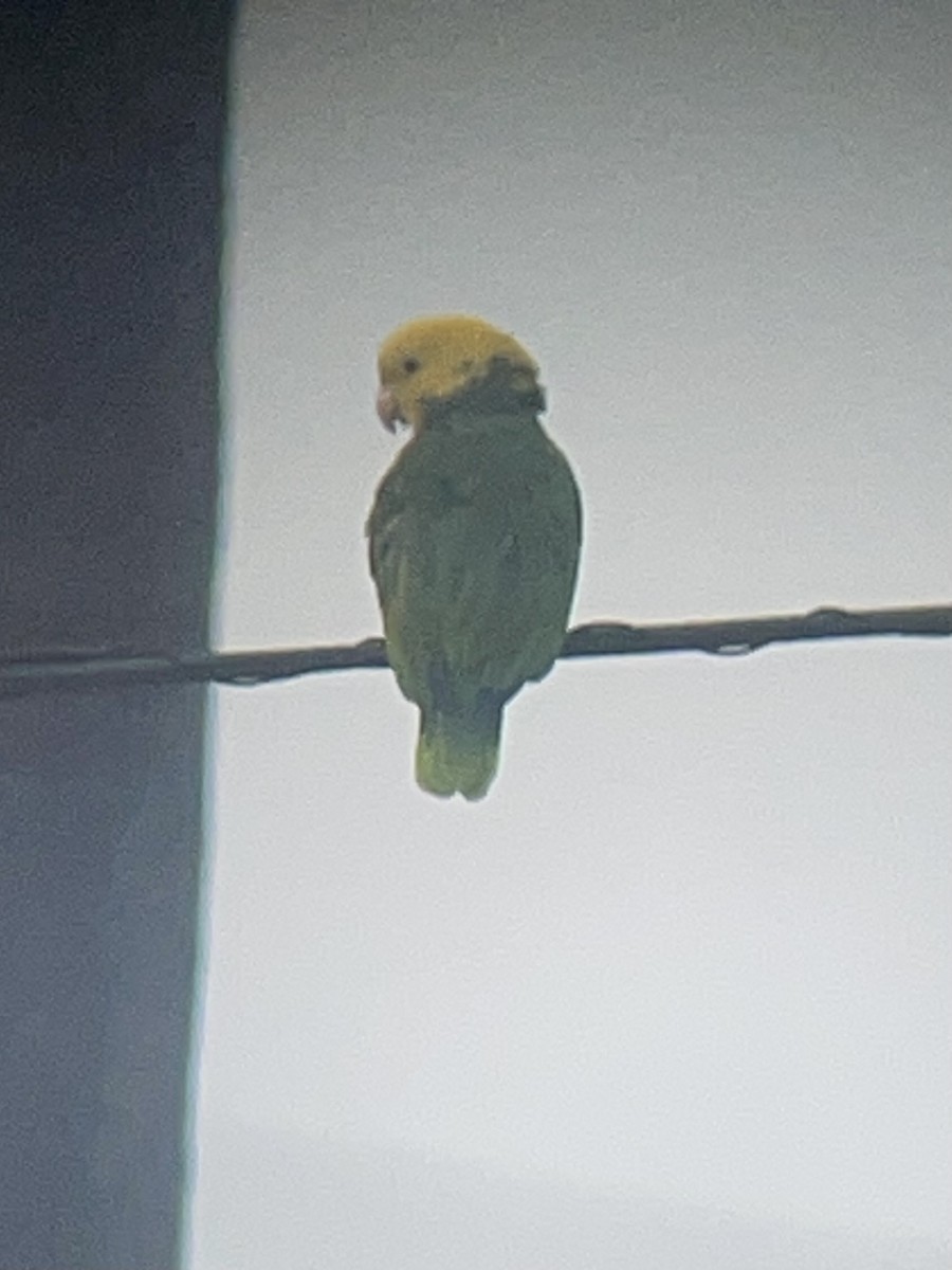 Yellow-headed Amazon - ML631543736