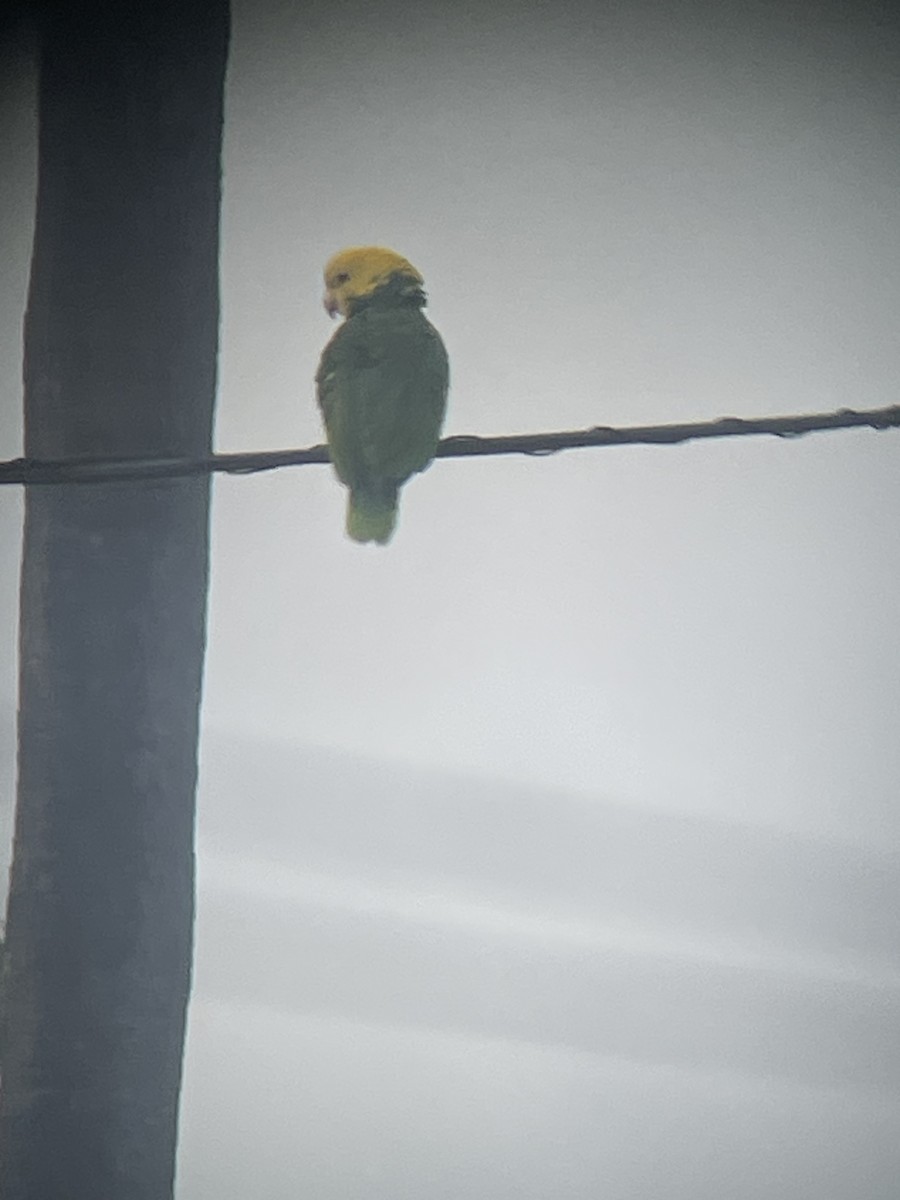 Yellow-headed Amazon - ML631543737