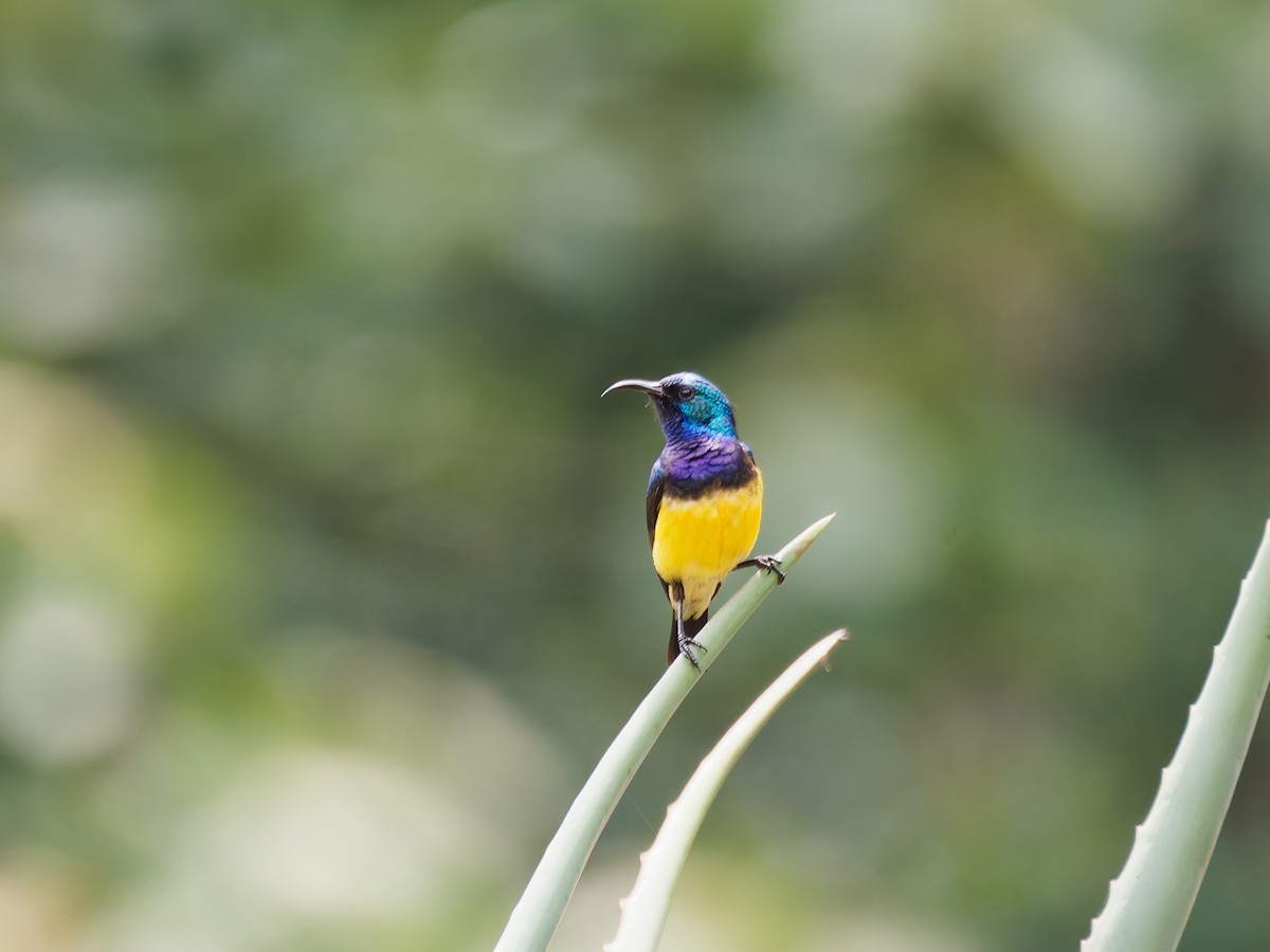 Variable Sunbird - ML631543758