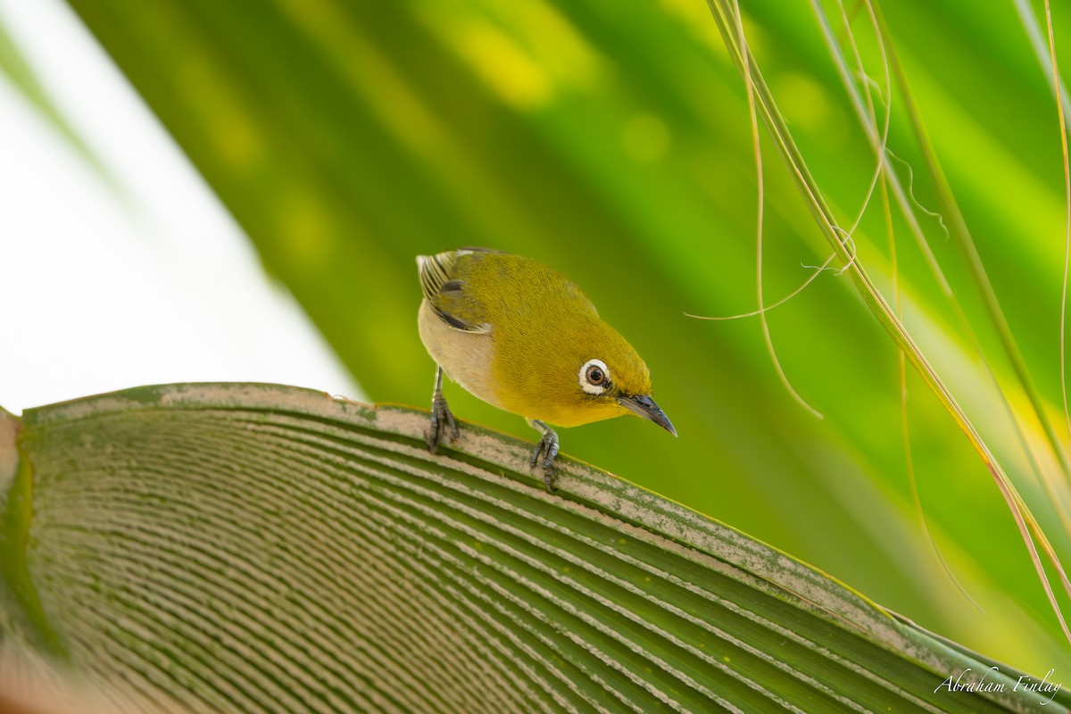 Warbling White-eye - ML631543897