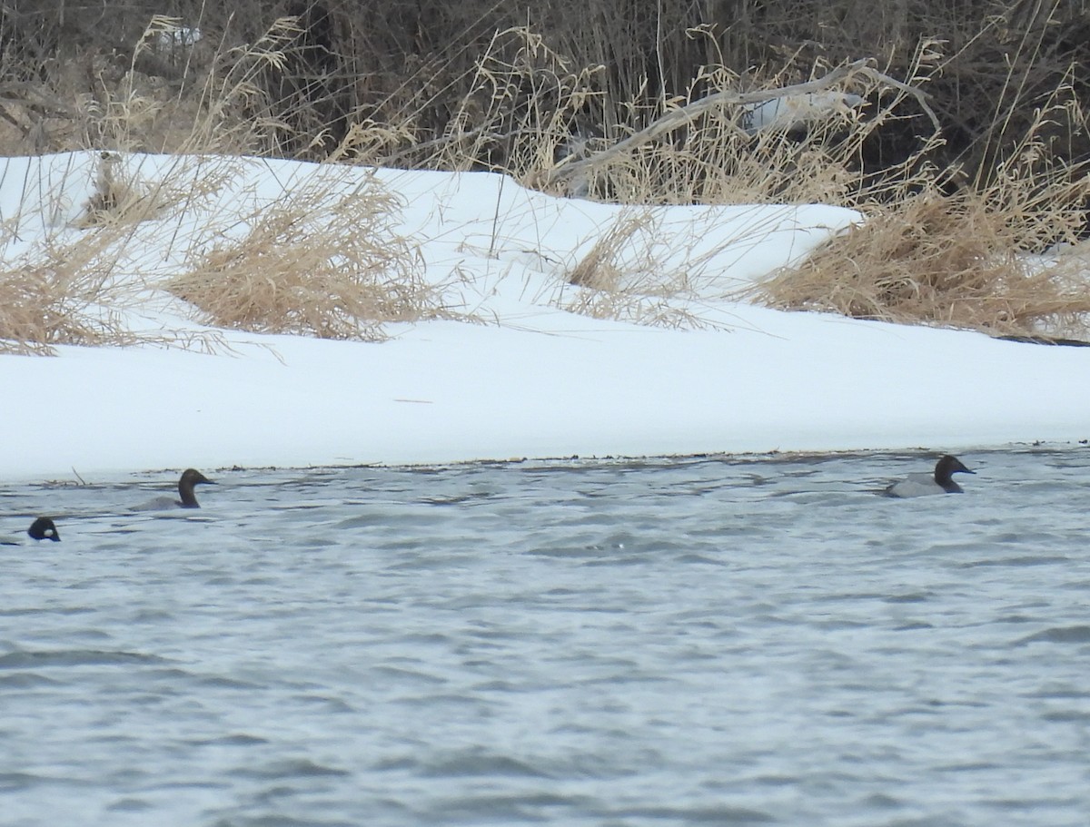 Canvasback - ML631543975