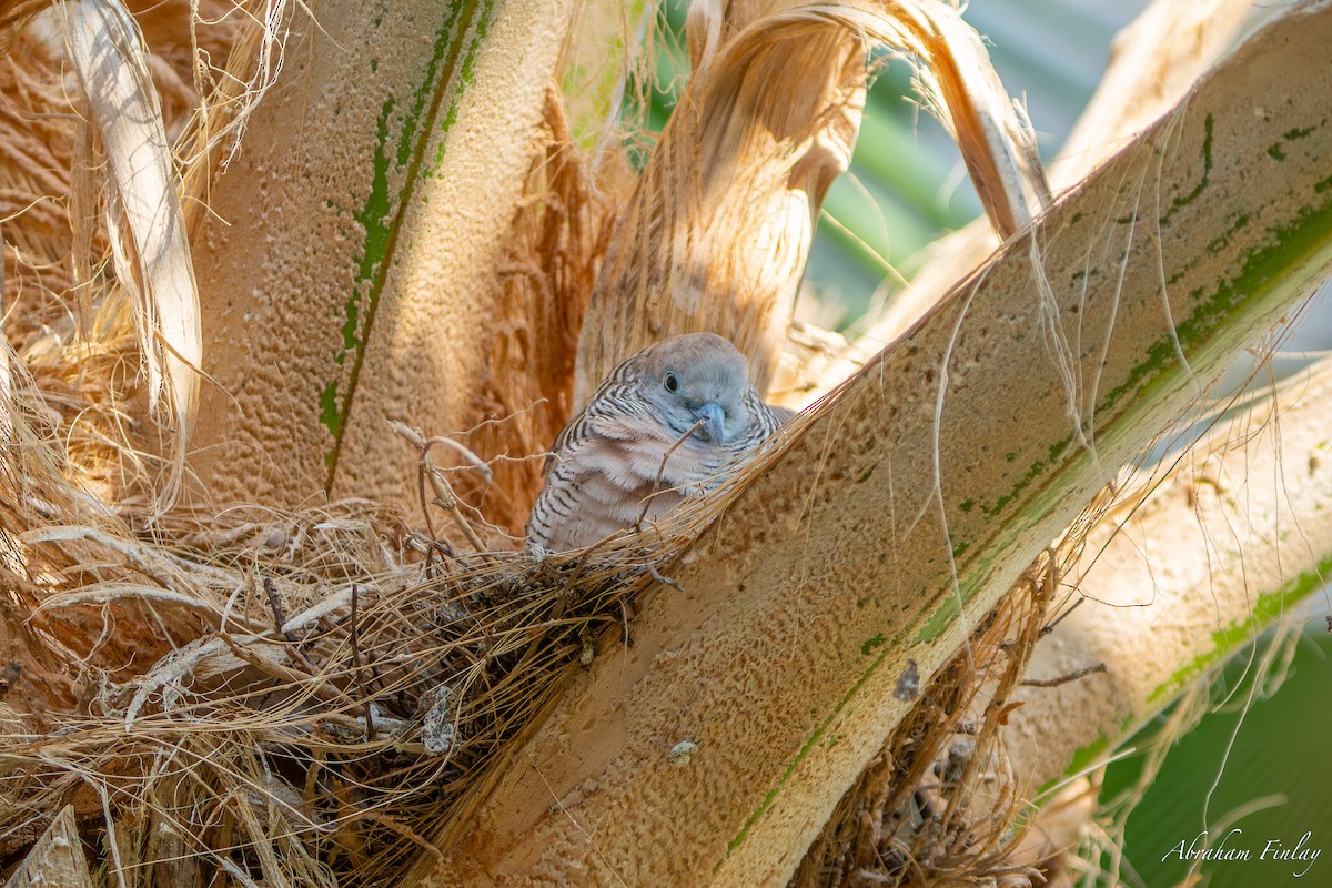 Zebra Dove - ML631544287