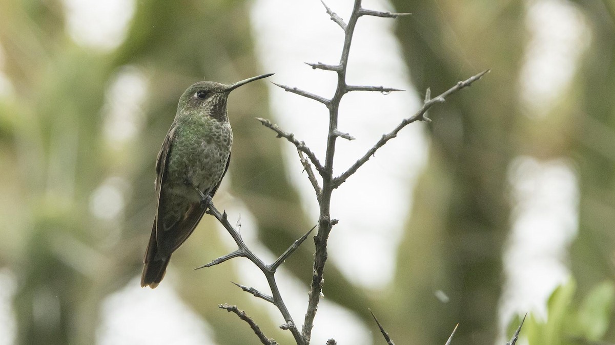 Bronze-tailed Comet - ML631544302