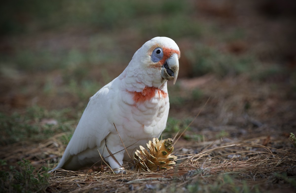 Long-billed Corella - ML631544311