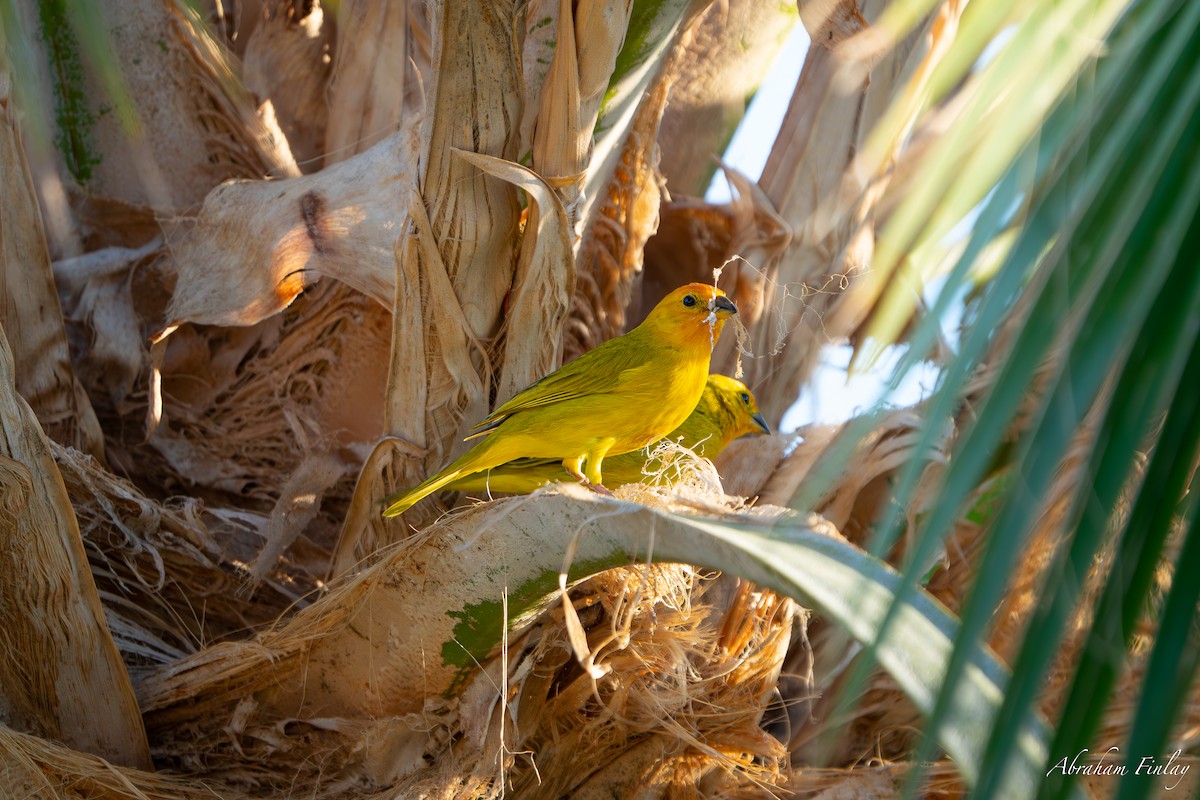 Saffron Finch - ML631544397