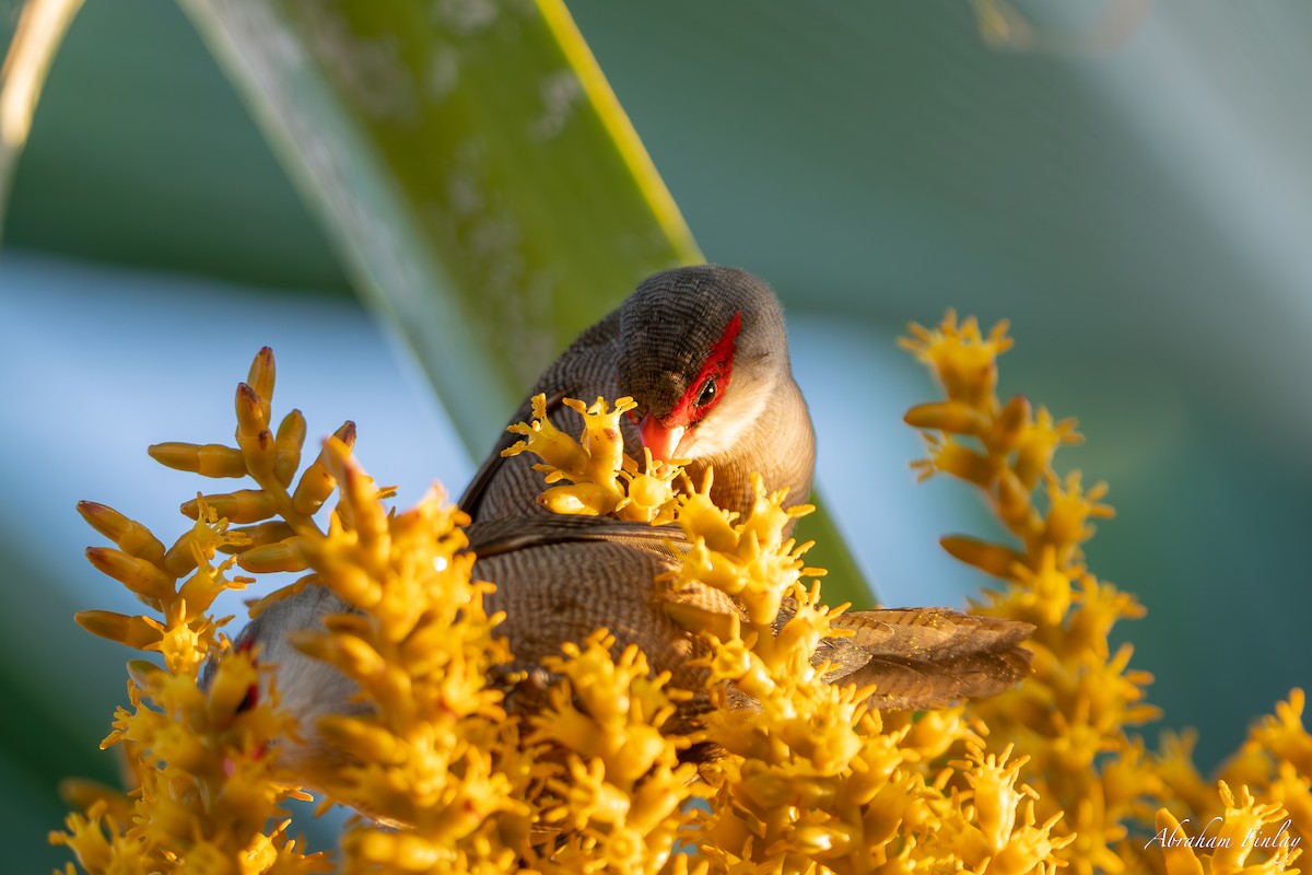 Common Waxbill - ML631544406