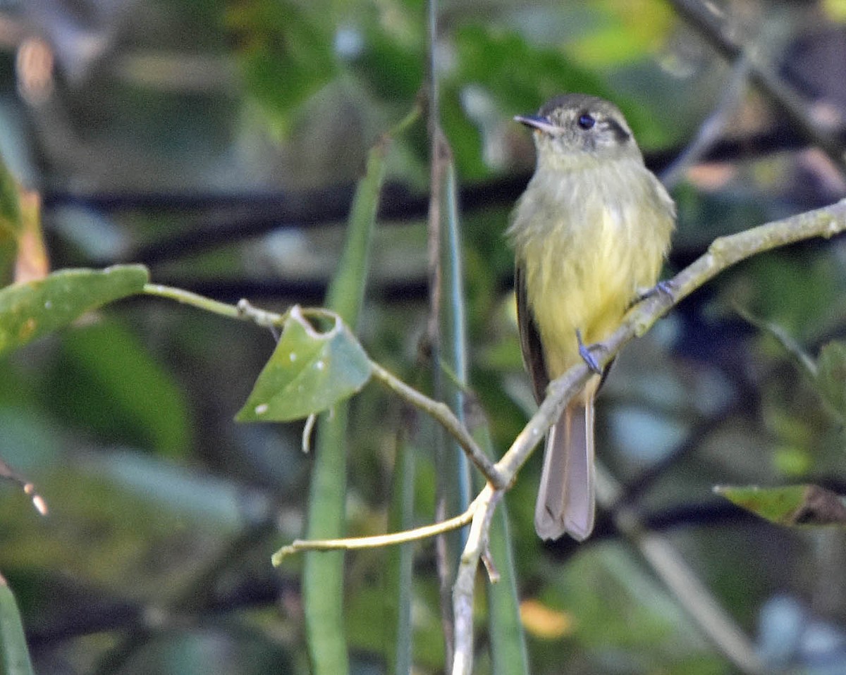 Sepia-capped Flycatcher - ML63154451