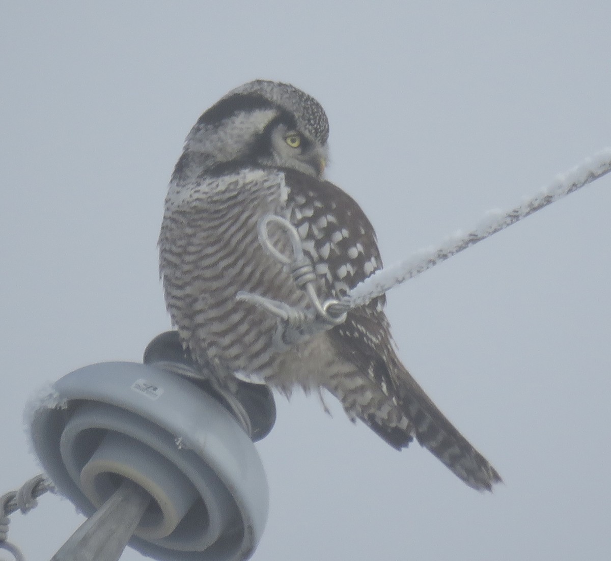 Northern Hawk Owl - ML631544541