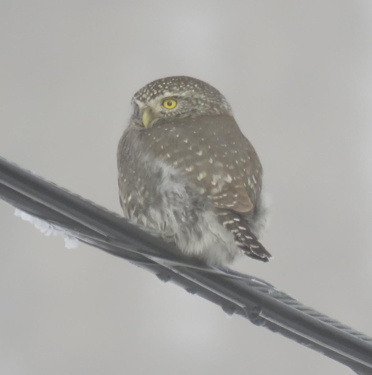 Northern Pygmy-Owl - ML631544550