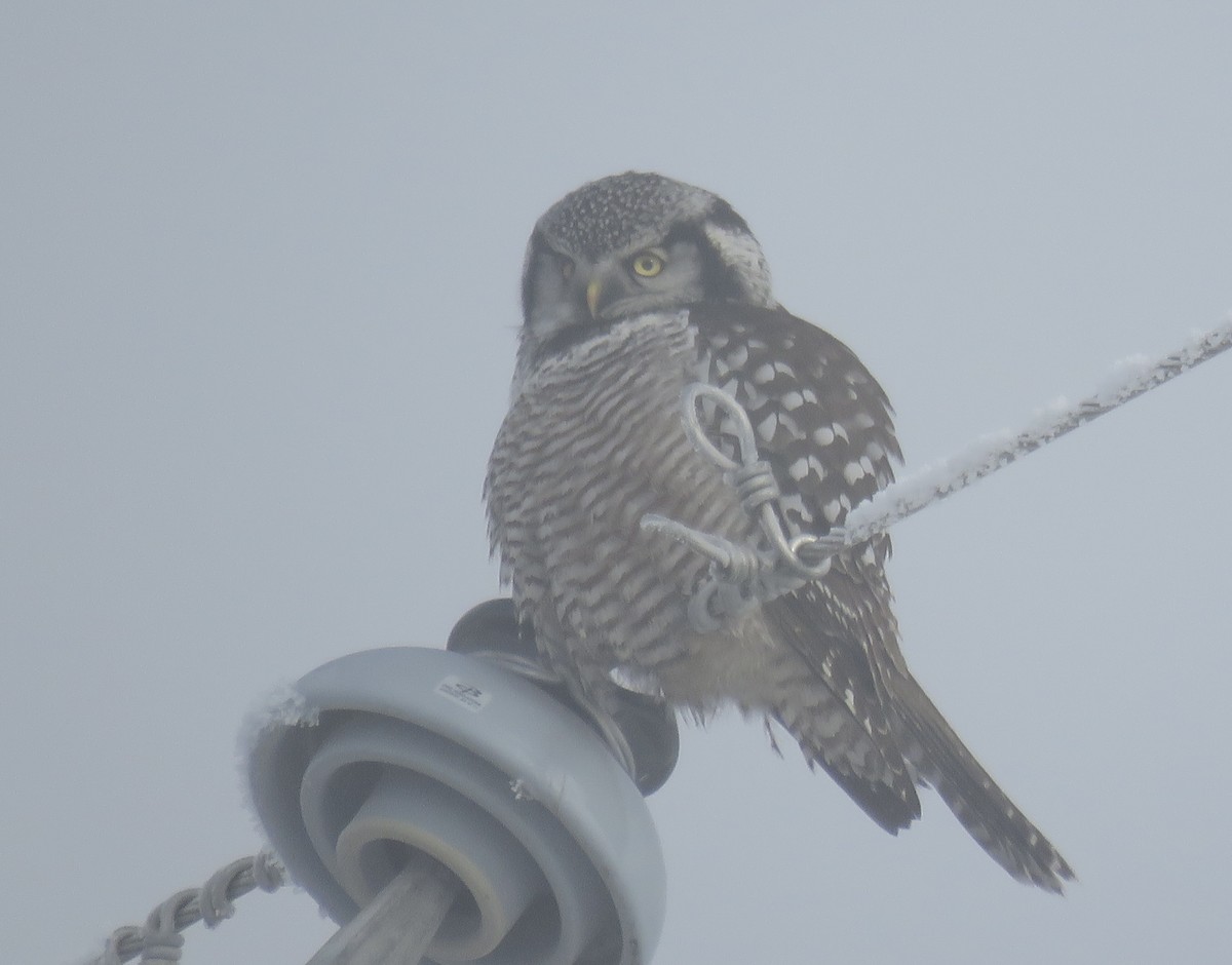 Northern Hawk Owl - ML631544553