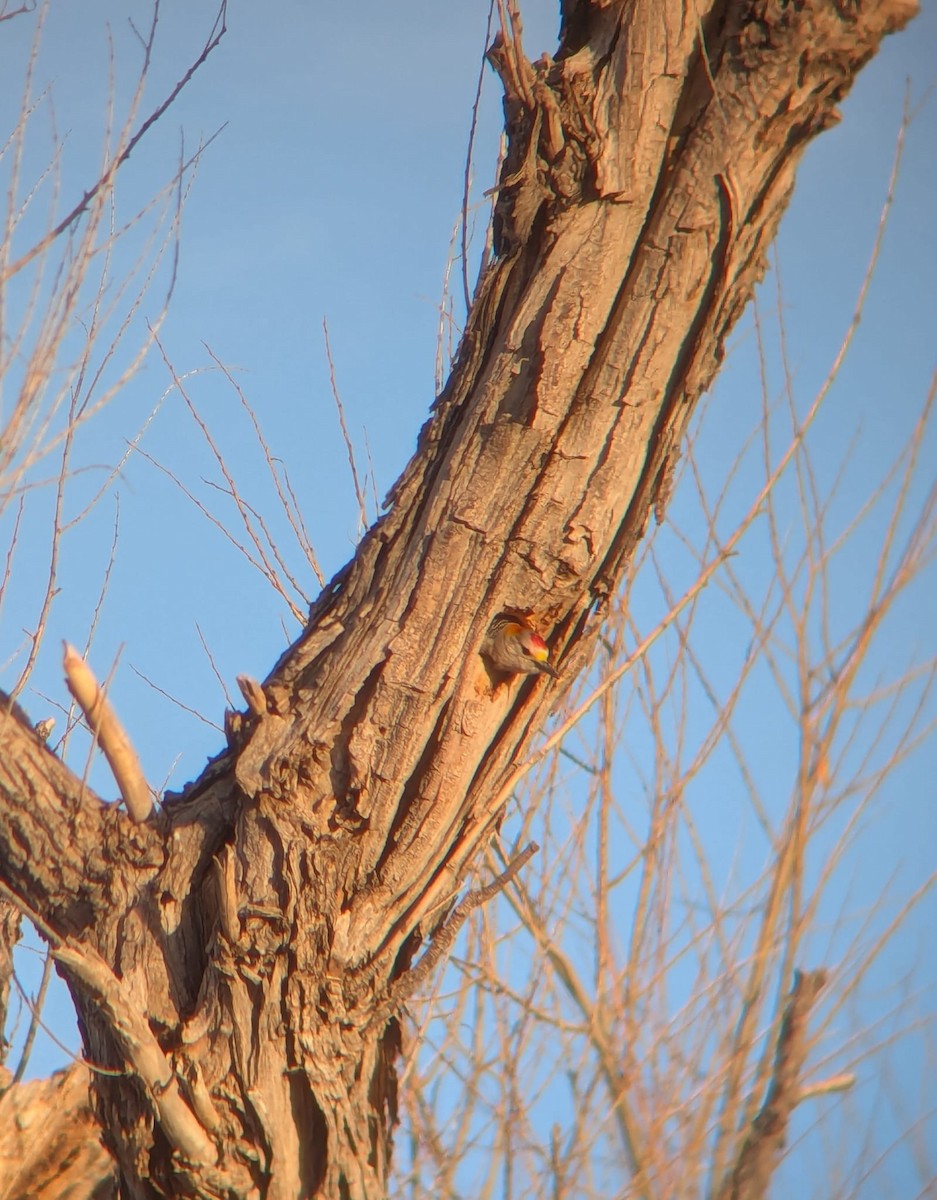 Golden-fronted Woodpecker - ML631544809