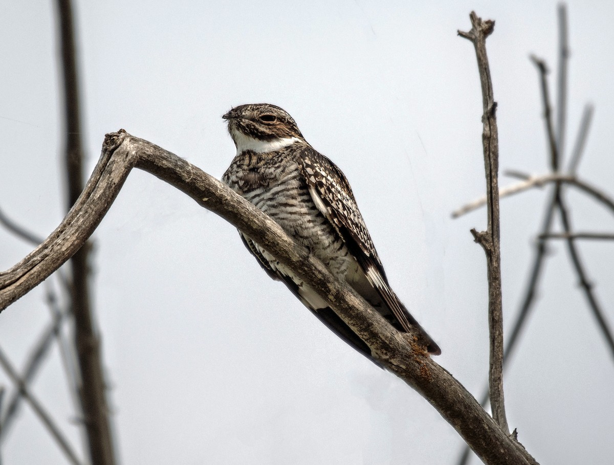 Common Nighthawk - ML631544833