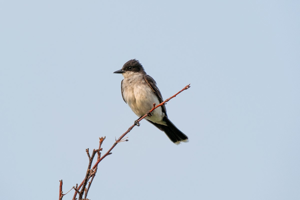 Eastern Kingbird - ML631544838