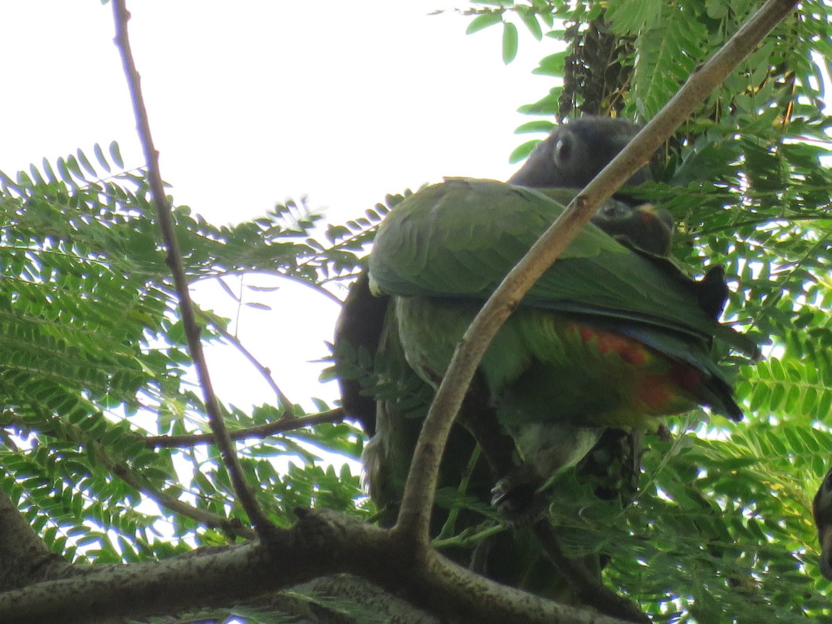 Scarlet-fronted Parakeet - ML631544950