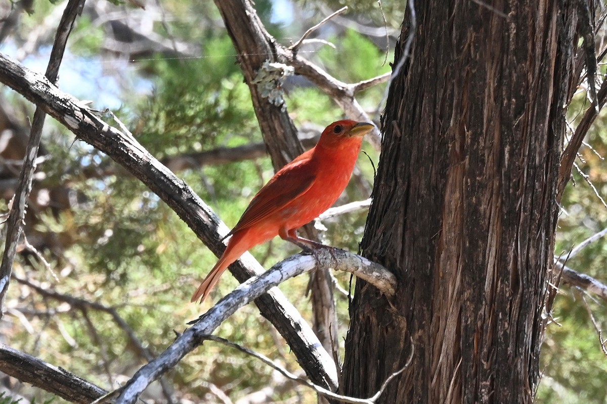 Summer Tanager - ML631545495