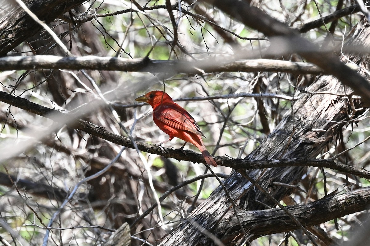 Summer Tanager - ML631545496