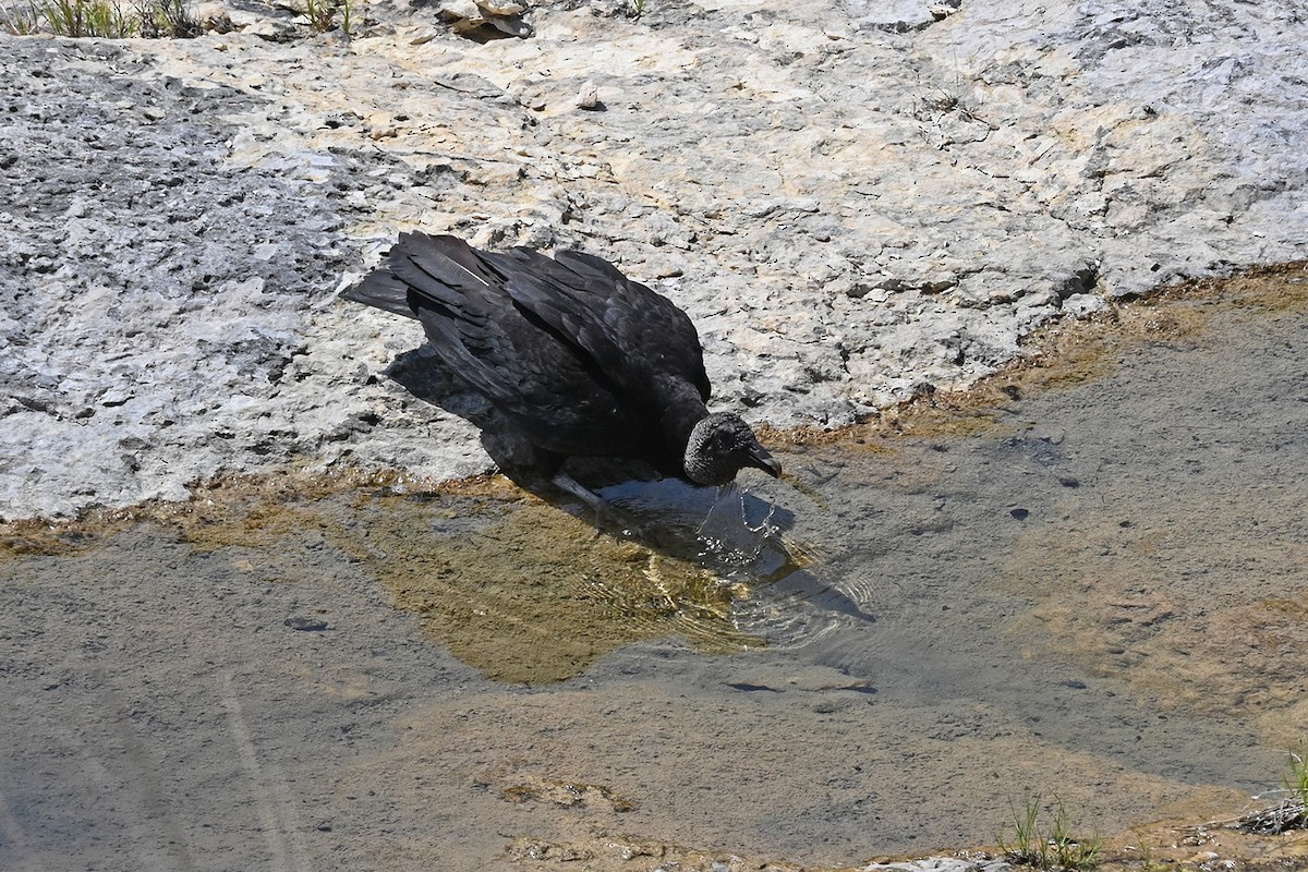 Black Vulture - ML631545511