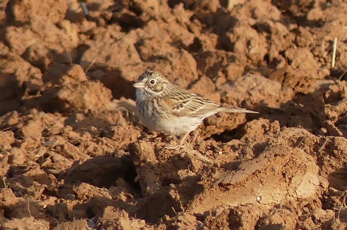 Vesper Sparrow - ML631545529
