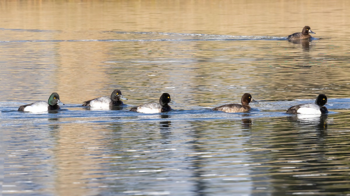 Lesser Scaup - ML631545545