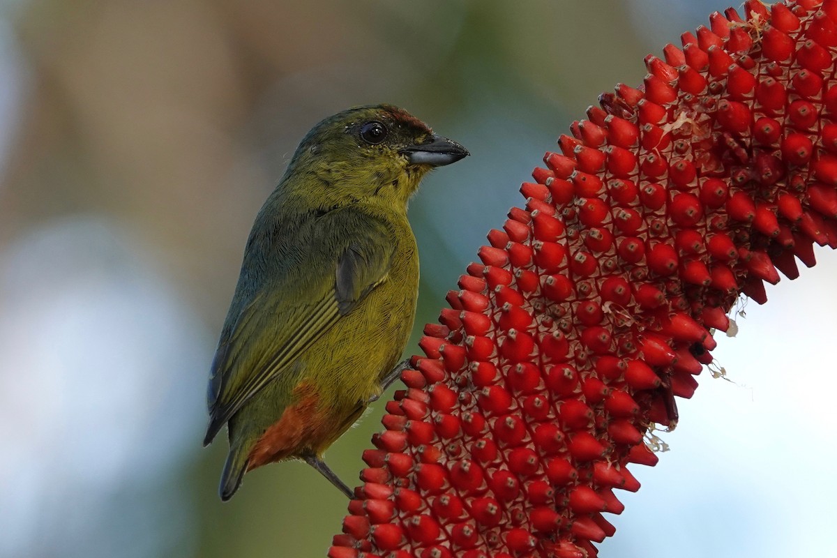 Olive-backed Euphonia - ML631545688