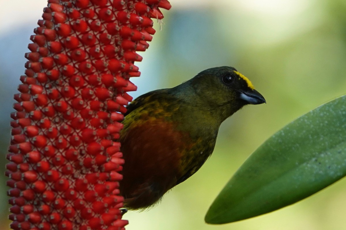 Olive-backed Euphonia - ML631545694