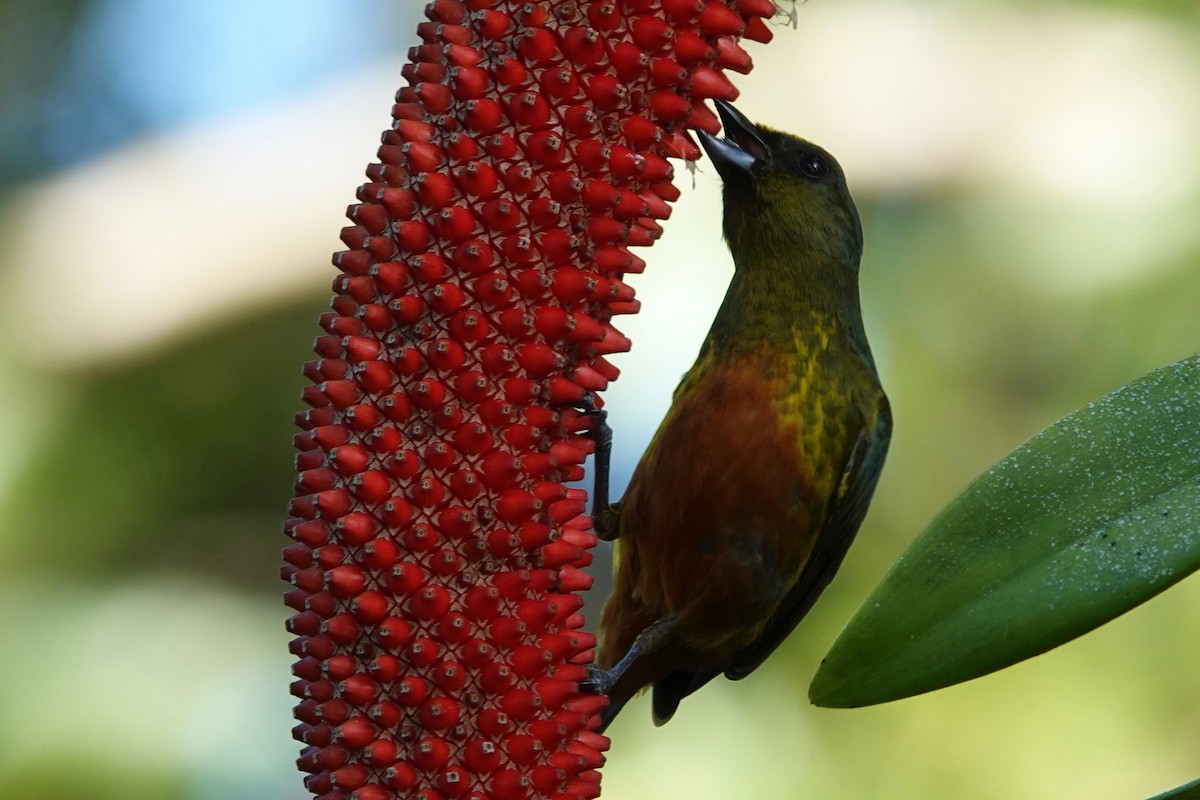 Olive-backed Euphonia - ML631545704