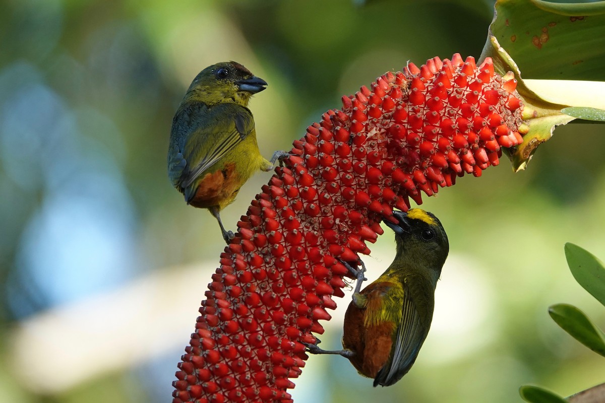Olive-backed Euphonia - ML631545766
