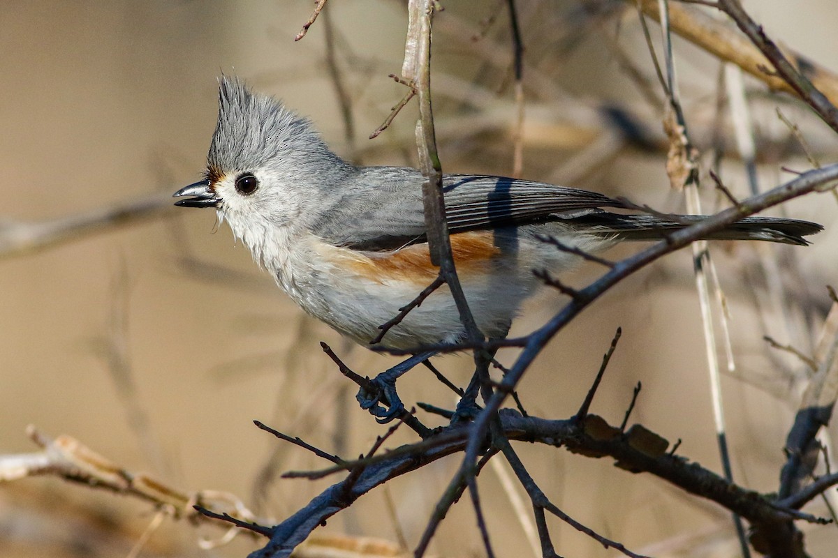 Tufted Titmouse - ML631545779