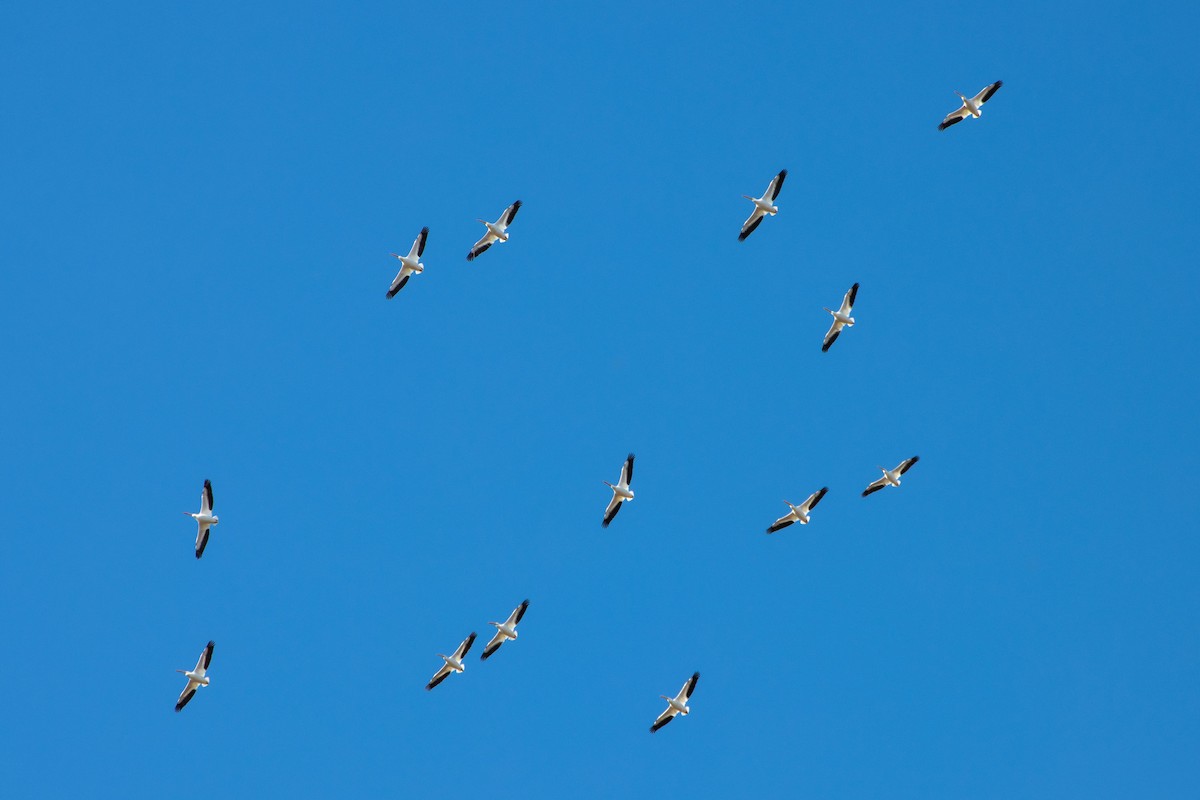 American White Pelican - ML631545824