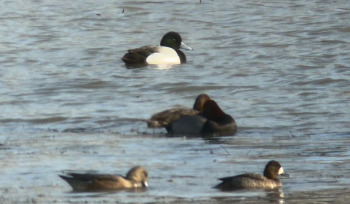 Greater Scaup - ML631545852