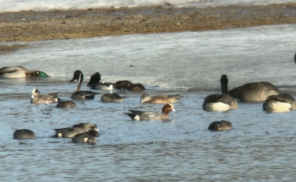 Eurasian Wigeon - ML631545857