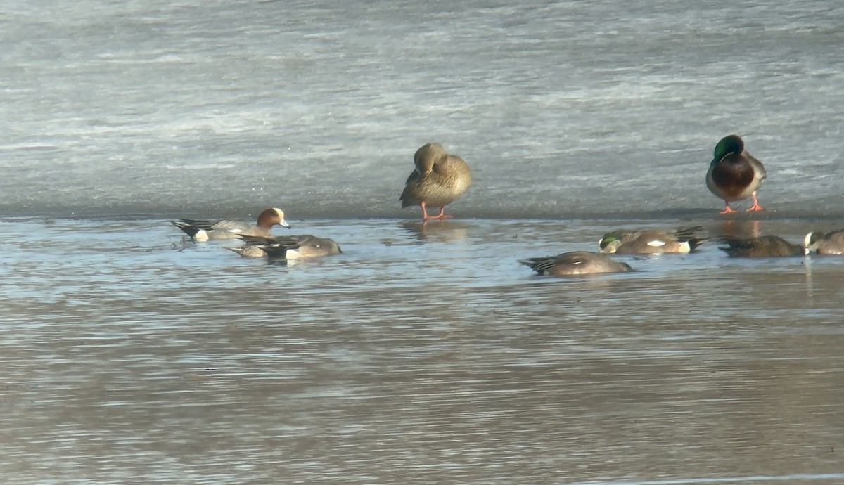 Eurasian Wigeon - ML631545859