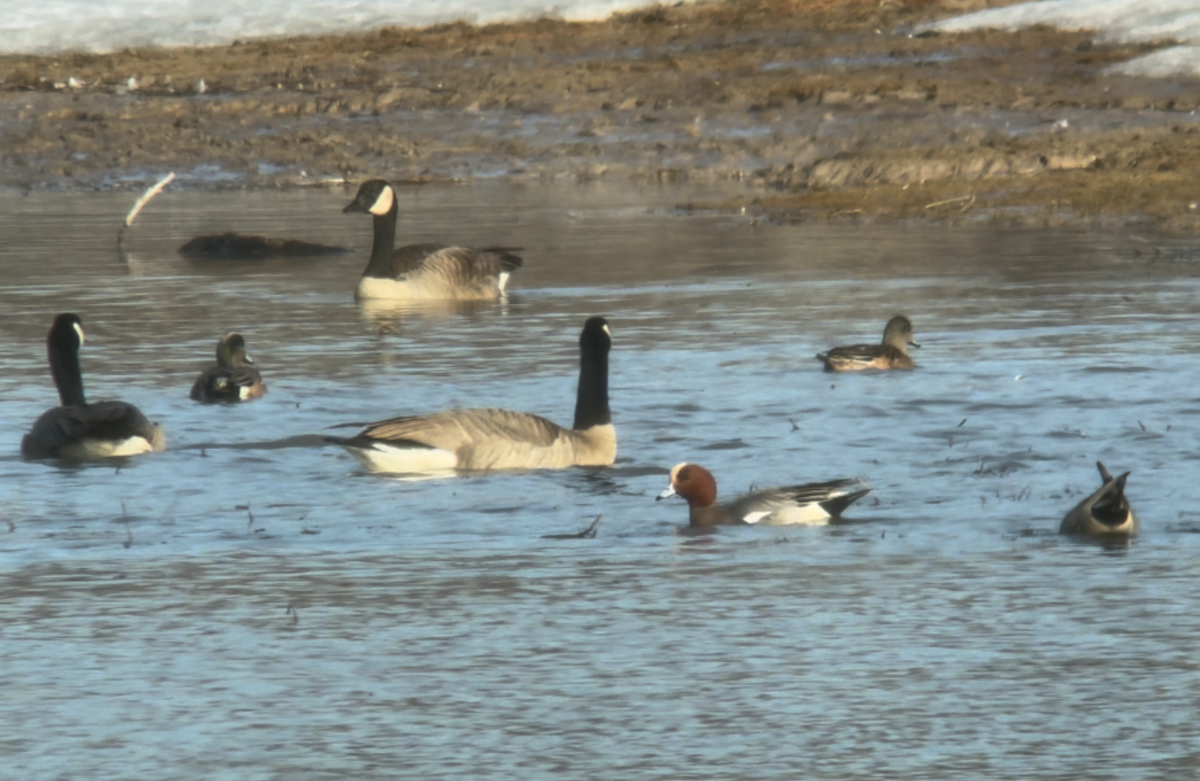 Eurasian Wigeon - ML631545900