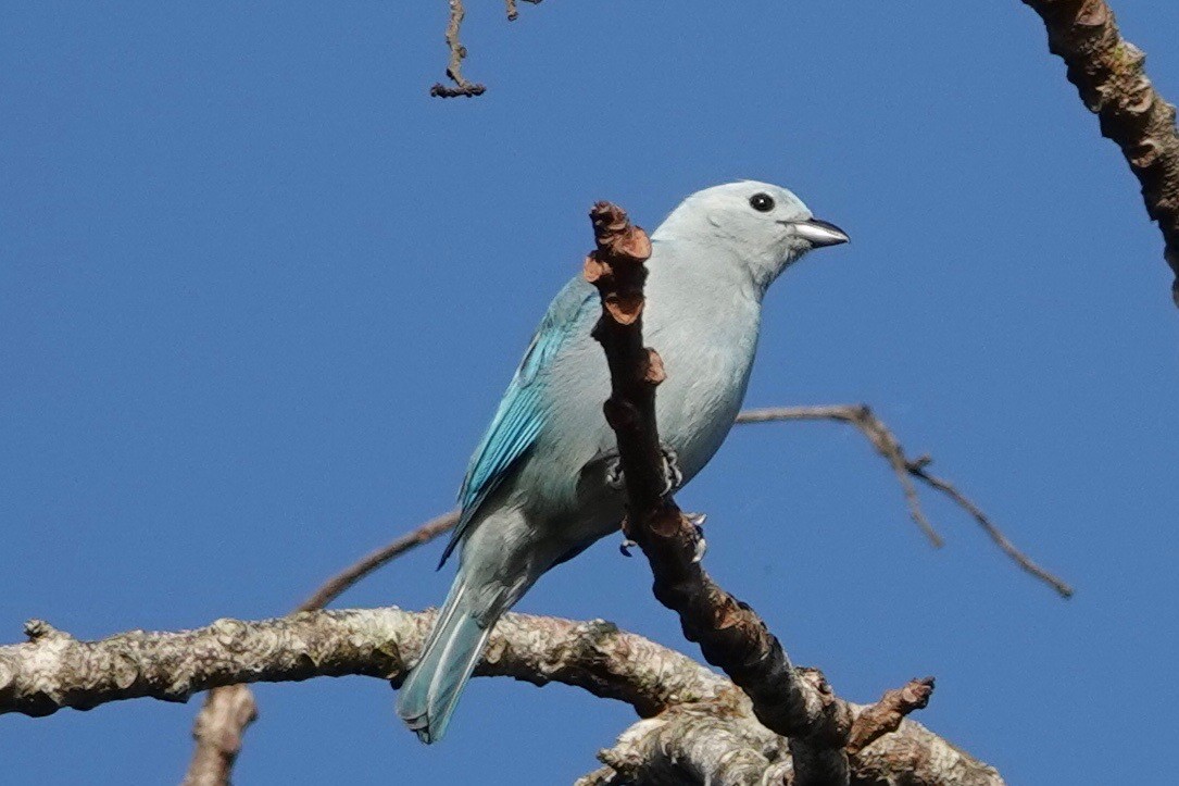 Blue-gray Tanager - ML631545904