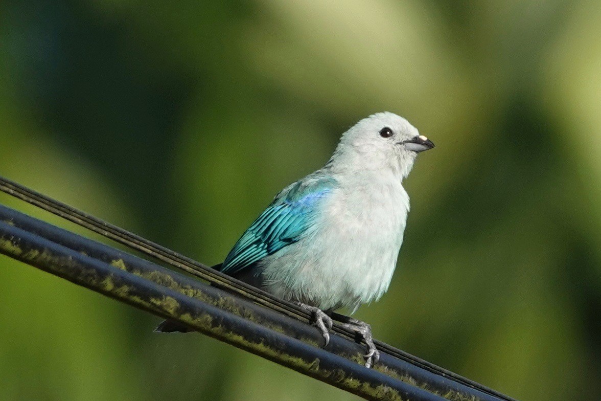 Blue-gray Tanager - ML631545907