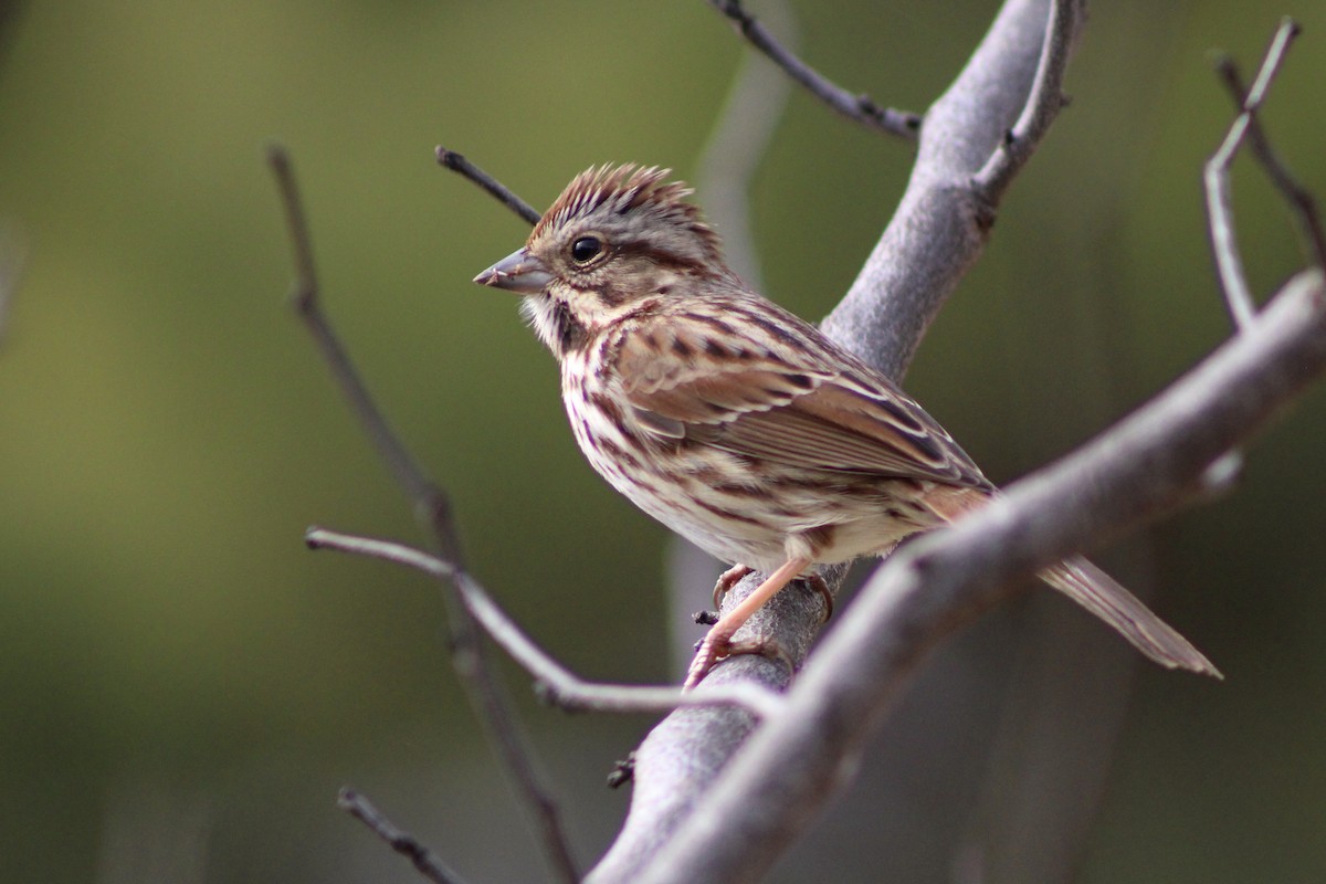 Song Sparrow - ML631545942