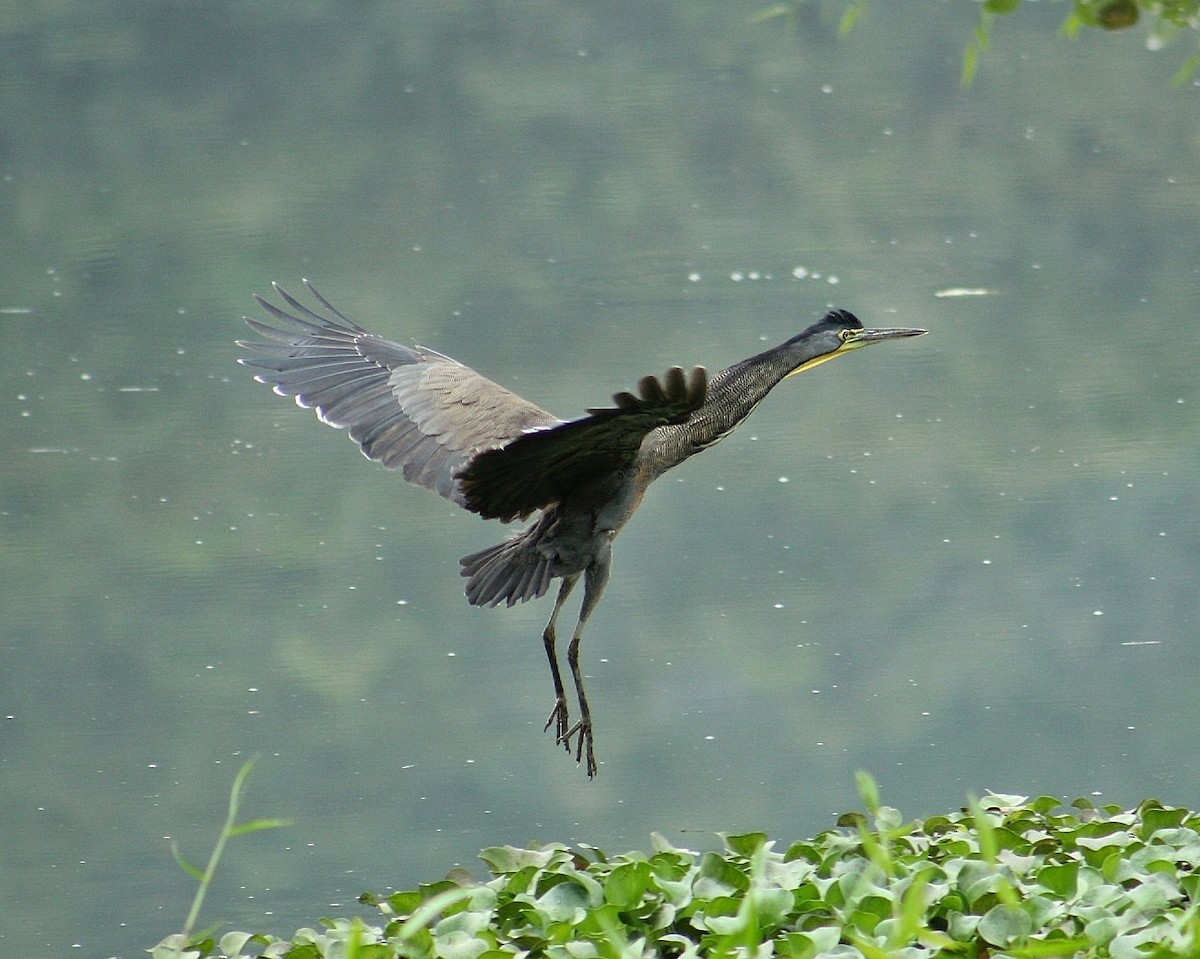 Bare-throated Tiger-Heron - ML631545952