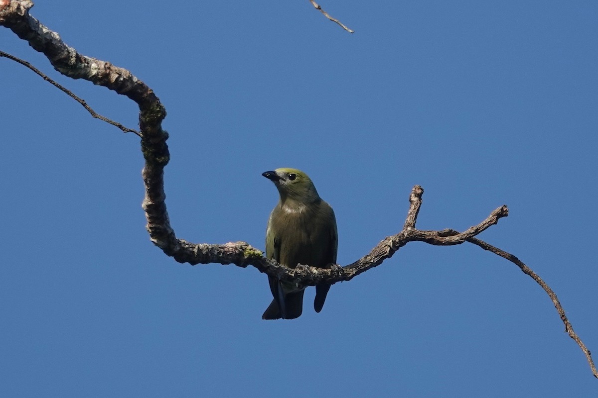 Palm Tanager - ML631545954