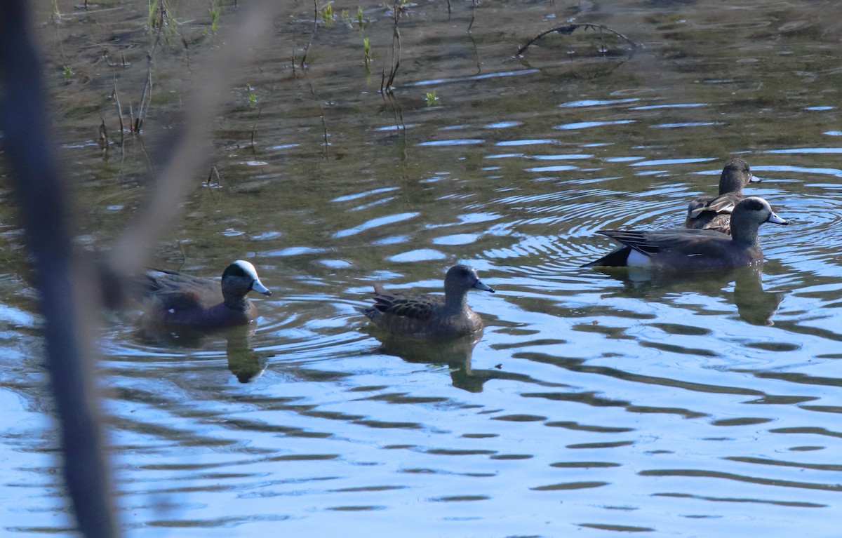 American Wigeon - ML631545957
