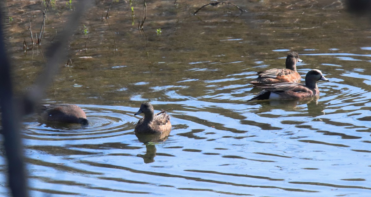 American Wigeon - ML631545961