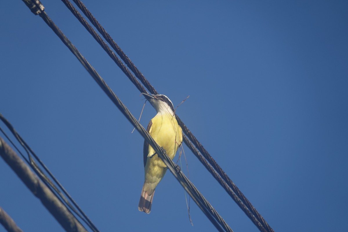 Great Kiskadee - ML631545979