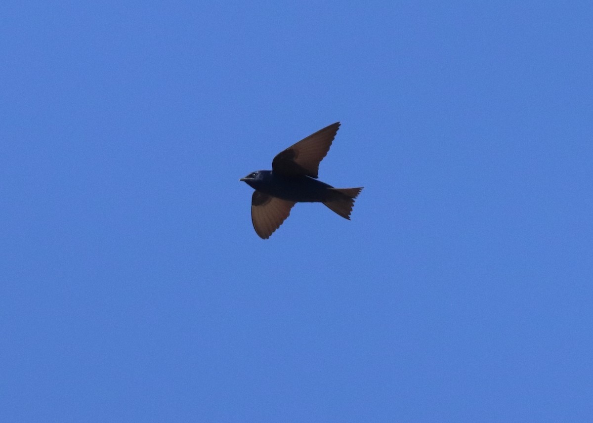 Purple Martin - ML631545993