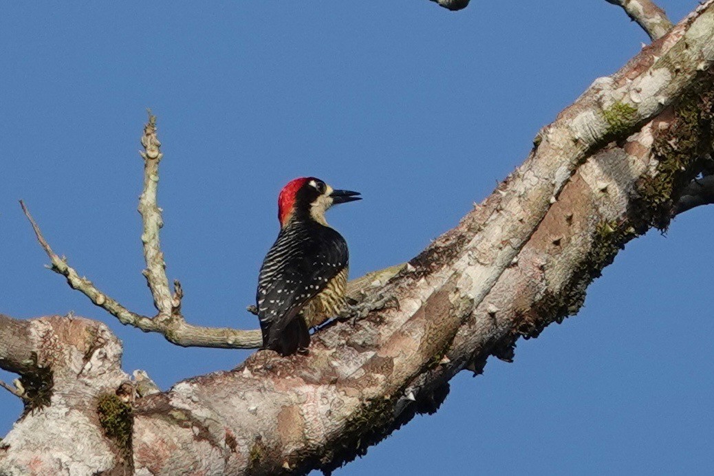 Black-cheeked Woodpecker - ML631545999