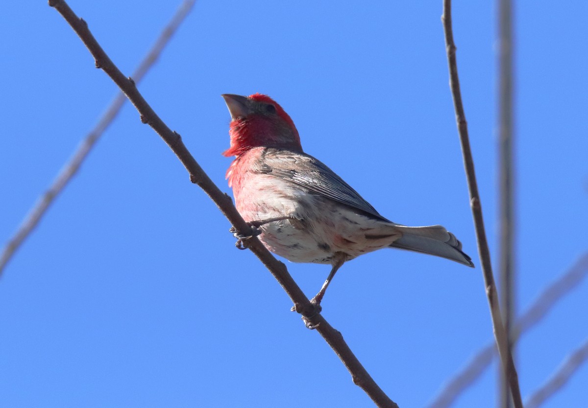 House Finch - ML631546000
