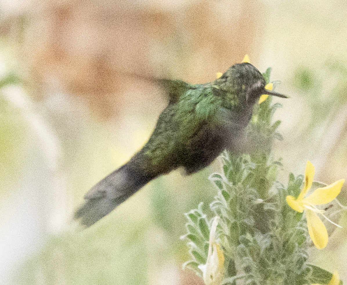 Golden-crowned Emerald - ML631546002