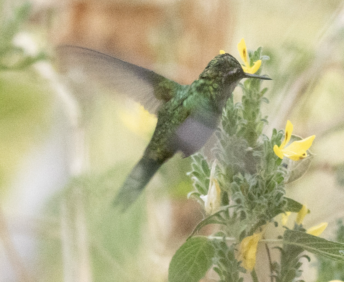 Golden-crowned Emerald - ML631546011